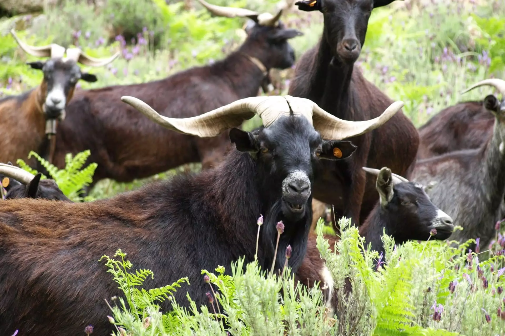 Ganaderos de Caprino Candeleda Ávila Castilla y León España