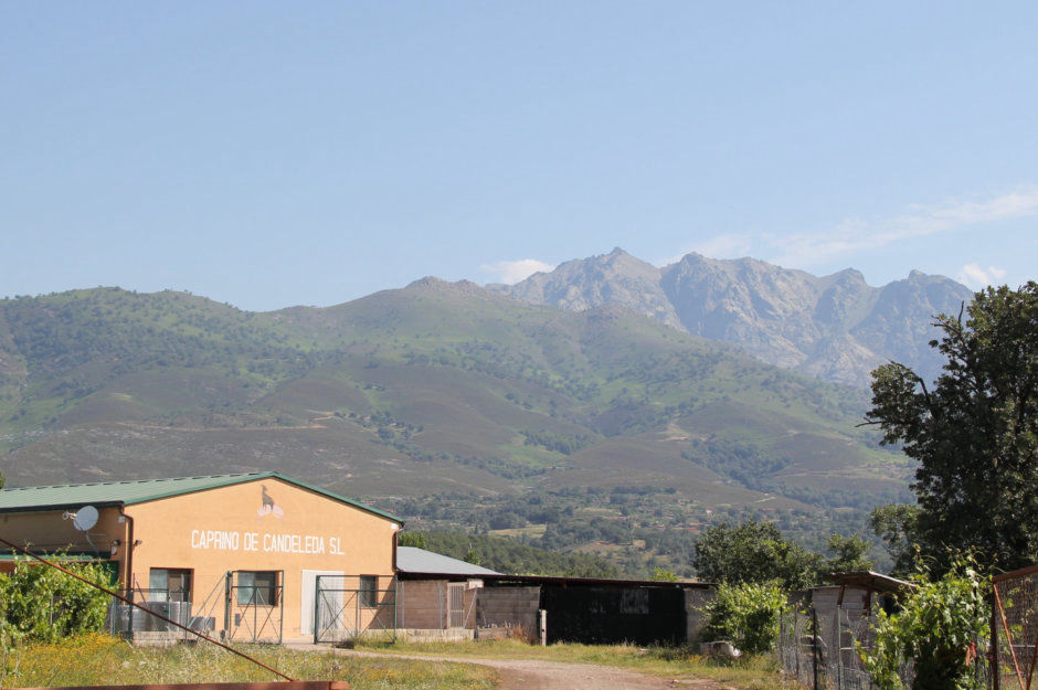 Quesos de cabra artesanos, leche y queso puro de cabra, fábrica y distribución de piensos para ganado caprino, Ganaderos de Caprino Candeleda Ávila Castilla y León España