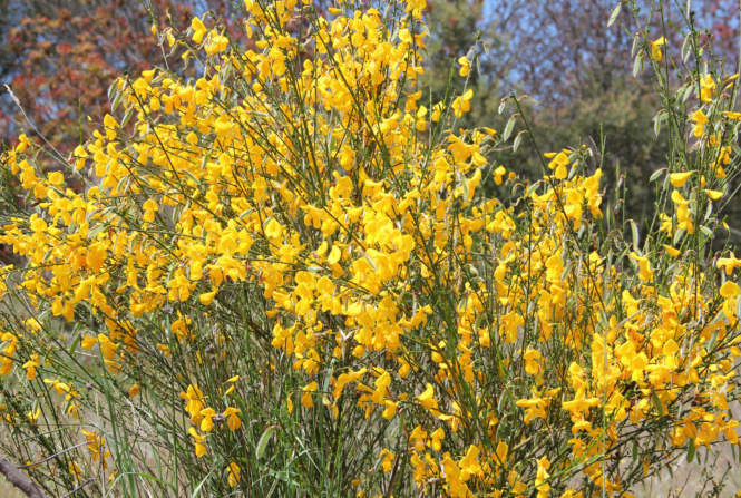 Quesos de cabra artesanos, leche y queso puro de cabra, fábrica y distribución de piensos para ganado caprino, Ganaderos de Caprino Candeleda, Ávila, Castilla y León, España.