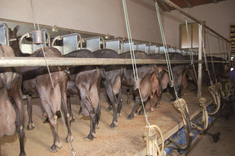 Quesos de cabra y piensos para cabras de Ganaderos de Caprino