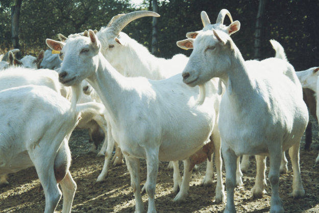 Pienso especial para ganado caprino, pienso para cabras