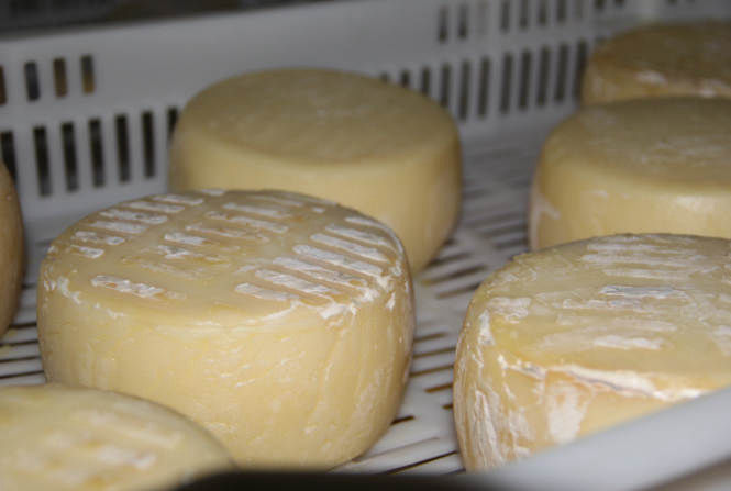 Quesos de cabra artesanos, leche y queso puro de cabra, fábrica y distribución de piensos para ganado caprino, Ganaderos de Caprino Candeleda, Ávila, Castilla y León, España.